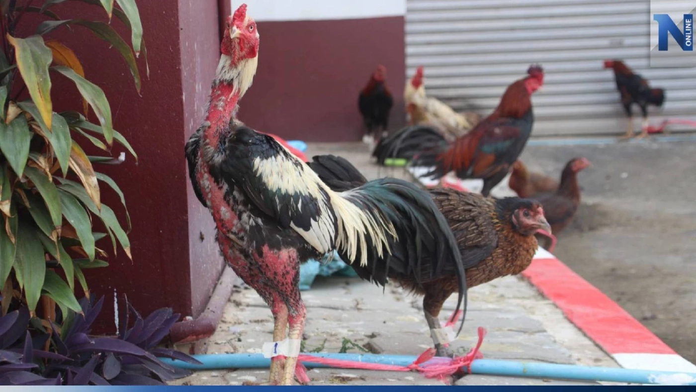 เซียนไก่ผวา แก๊งลักไก่ชนอาละวาด ที่พิษณุโลก