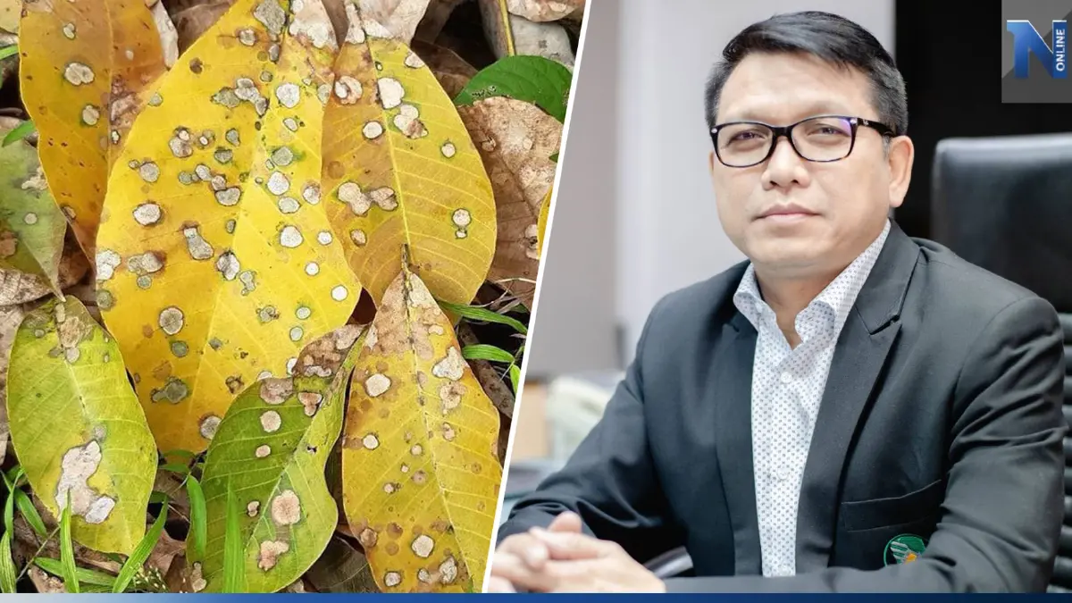 กยท.นำหลัก “เชื้อรากำจัดเชื้อรา” แก้ปัญหาโรคใบร่วงยางพารา กยท.นำหลัก “เชื้อรากำจัดเชื้อรา” แก้ปัญหาโรคใบร่วงยางพารา
