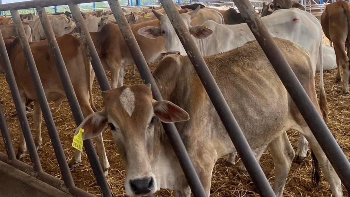 สมาคมประชาคมคนตาบอดไทย เชิญชวนไถ่ชีวิตโค-กระบือ จำนวน 100 ตัว เพื่อมอบให้คนตาบอดและครอบครัว สมาคมประชาคมคนตาบอดไทย เชิญชวนไถ่ชีวิตโค-กระบือ จำนวน 100 ตัว เพื่อมอบให้คนตาบอดและครอบครัว