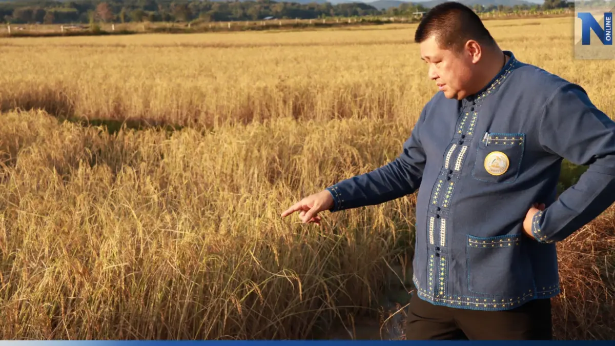 "กรมการข้าว" ชวนชาวนา เข้าโครงการเปลี่ยนเมล็ดพันธุ์ฯ ยกระดับผลผลิต