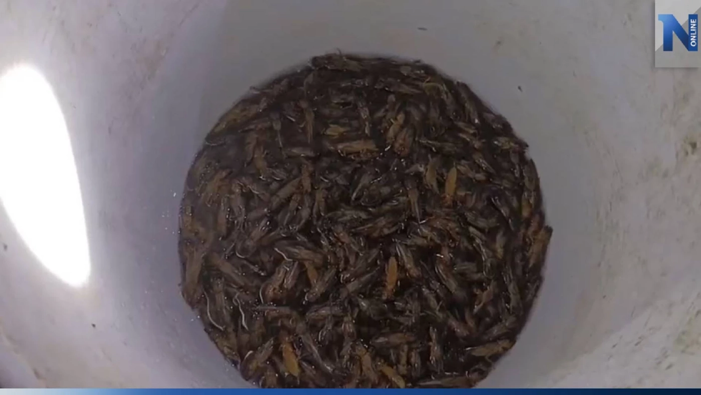 "แมงจีซอน" ราคาพุ่ง ชาวบ้านใช้เครื่องเสียงล่อจับ สร้างรายได้