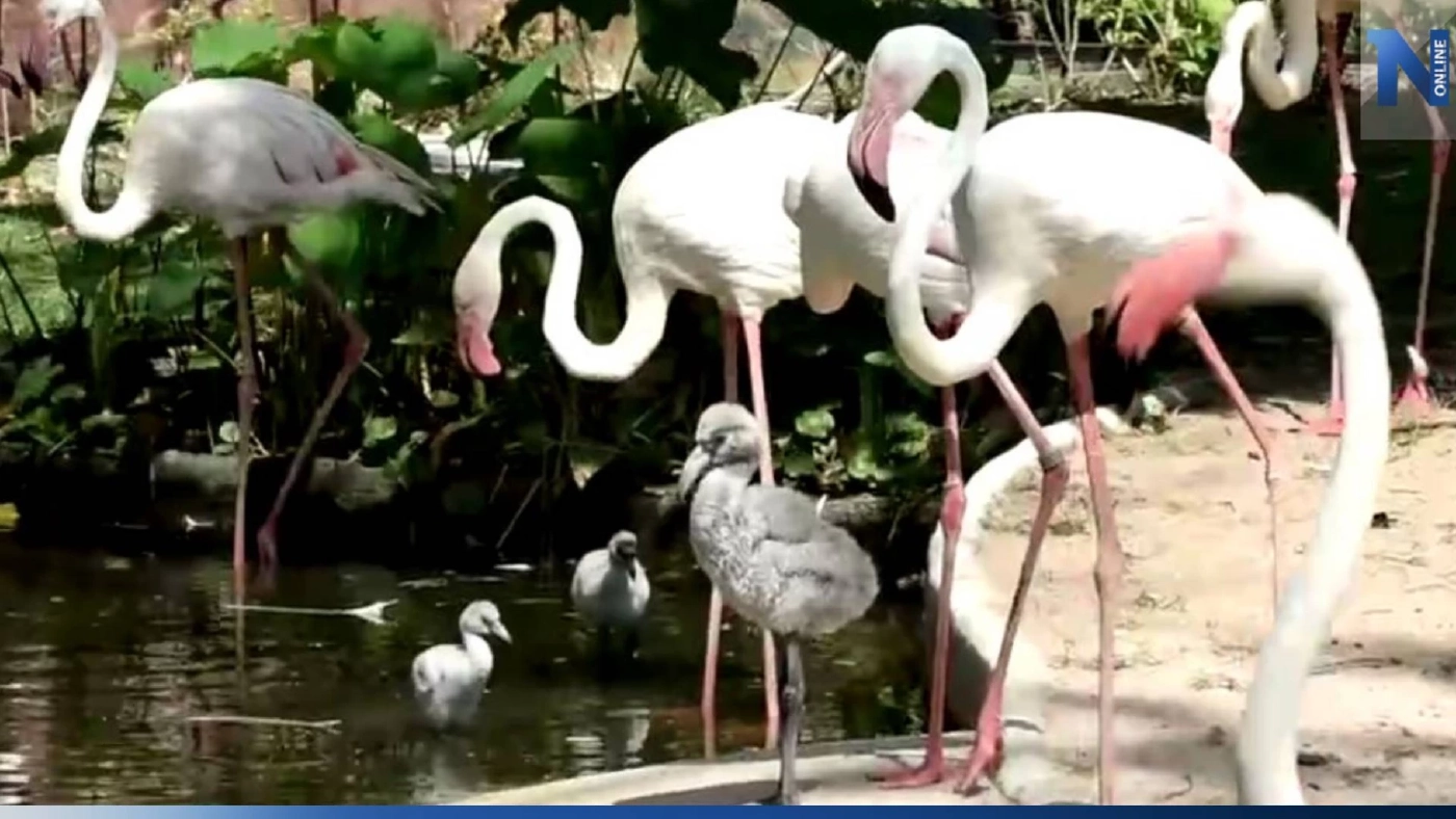 สวนสัตว์เปิดเขาเขียว อวดโฉมสมาชิกใหม่ "ลูกนกฟลามิงโก้"