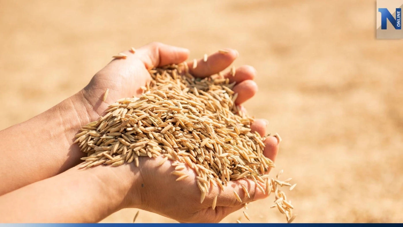 ราคาข้าวเปลือกพุ่งรับสงกรานต์ ชดเชยราคางวด 26 เหลือเพียง 2 ชนิด