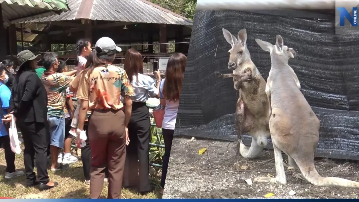สวนสัตว์สงขลา เปิดตัวสมาชิกใหม่ "จิงโจ้แดง" นักท่องเที่ยวแห่ถ่ายรูปคึกคัก