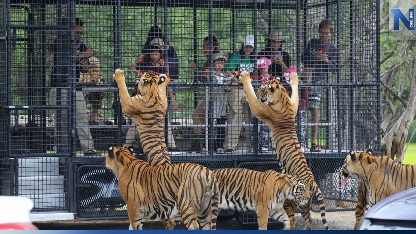 Safari Feeding หนึ่งเดียวในไทย! พิสูจน์ความกล้าใกล้ชิดนักล่า Predator