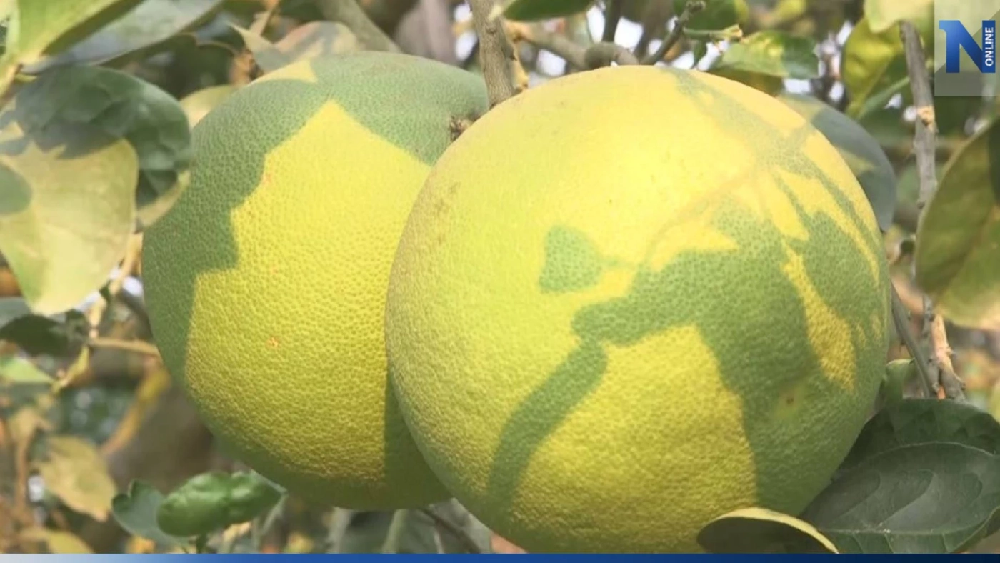 ตลาดส่งออก "ส้มโอ" อนาคตยังสดใส ทำเงินปีละกว่า 400 ล้านบาท