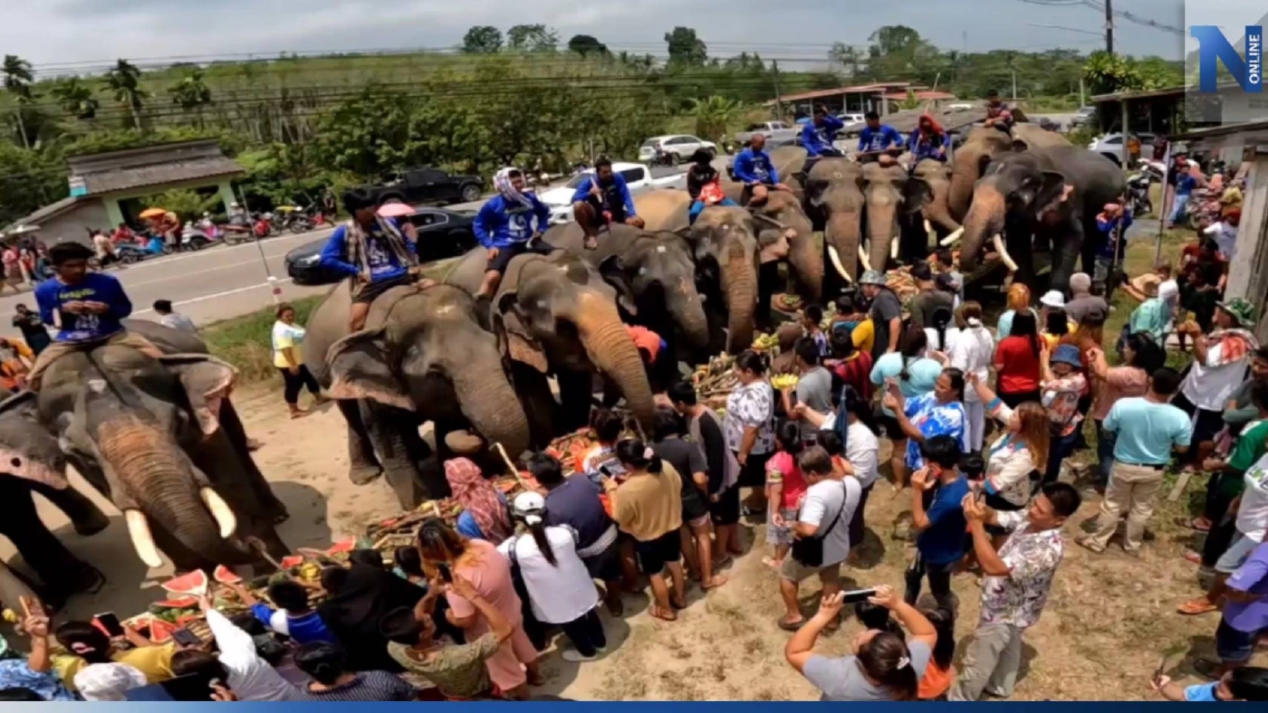 จัดพิธีทำขวัญ-บุฟเฟต์ช้าง ที่เดียวใน จ.ตรัง จัดพิธีทำขวัญ-บุฟเฟต์ช้าง ที่เดียวใน จ.ตรัง