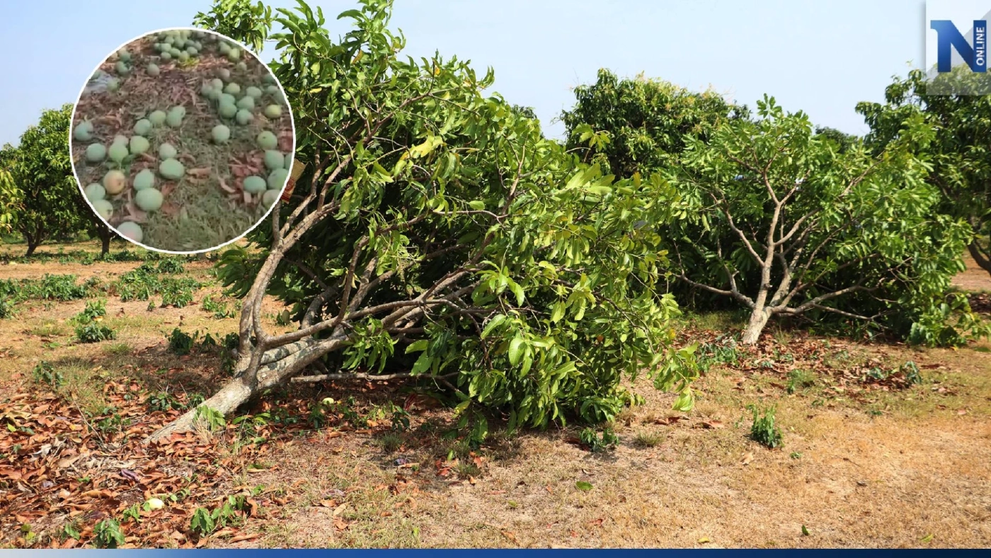 ชาวสวนมะม่วงพิจิตรฝันสลาย พายุพัดถล่มผลผลิตเสียหายยับ วอนรัฐช่วย