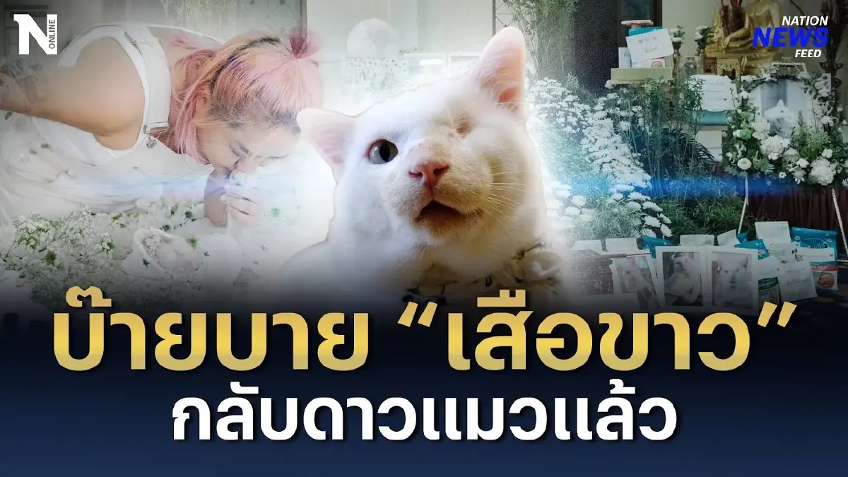 บ๊ายบาย “ลุงเสือขาว” แมวไอดอลชื่อดัง กลับดาวแมวแล้ว บ๊ายบาย “ลุงเสือขาว” แมวไอดอลชื่อดัง กลับดาวแมวแล้ว