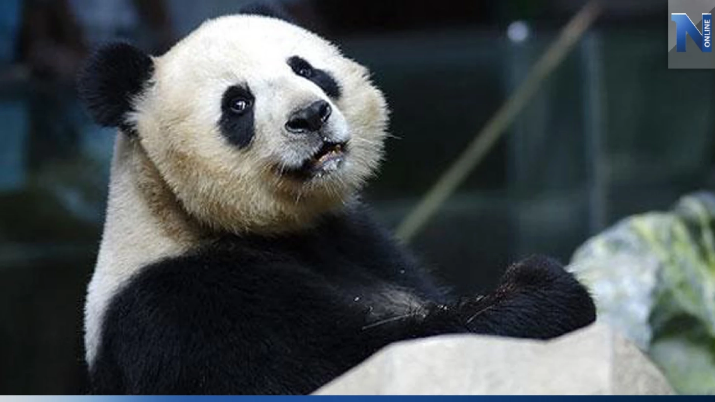 สุดเศร้า ‘หลินฮุ่ย’แม่‘หลิงปิง’ เสียชีวิตอายุ 21 ปี คาดหัวใจล้มเหลว