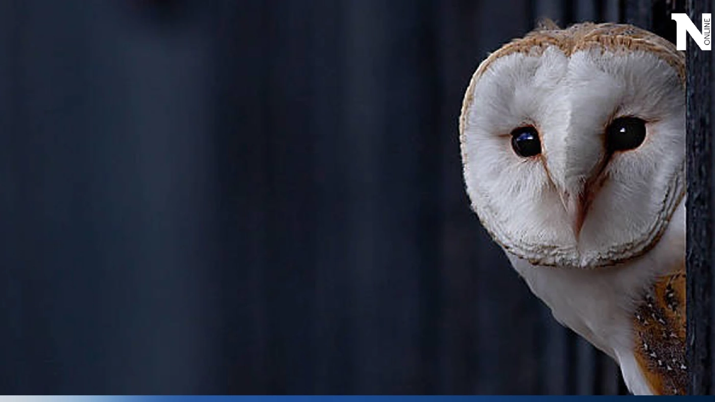 เปิดความเชื่อ นกแสกบินวน เกาะหลังคาบ้าน คือลางร้ายจริงหรือไม่ มาไขคำตอบกัน