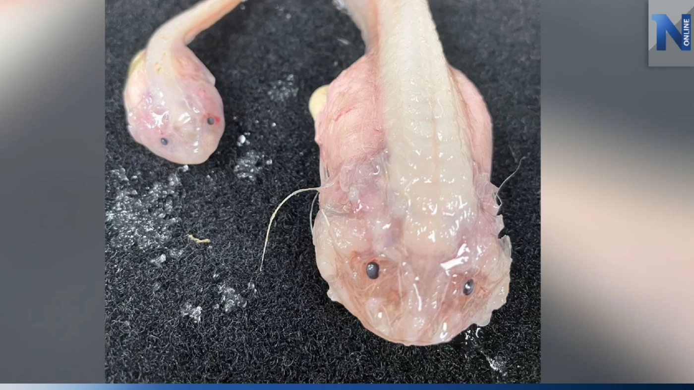 เผยคลิปปลาที่อยู่ท้องทะเลลึกสุดเท่าที่เคยมีมานอกชายฝั่งญี่ปุ่น ( มีคลิป ) เผยคลิปปลาที่อยู่ท้องทะเลลึกสุดเท่าที่เคยมีมานอกชายฝั่งญี่ปุ่น ( มีคลิป )