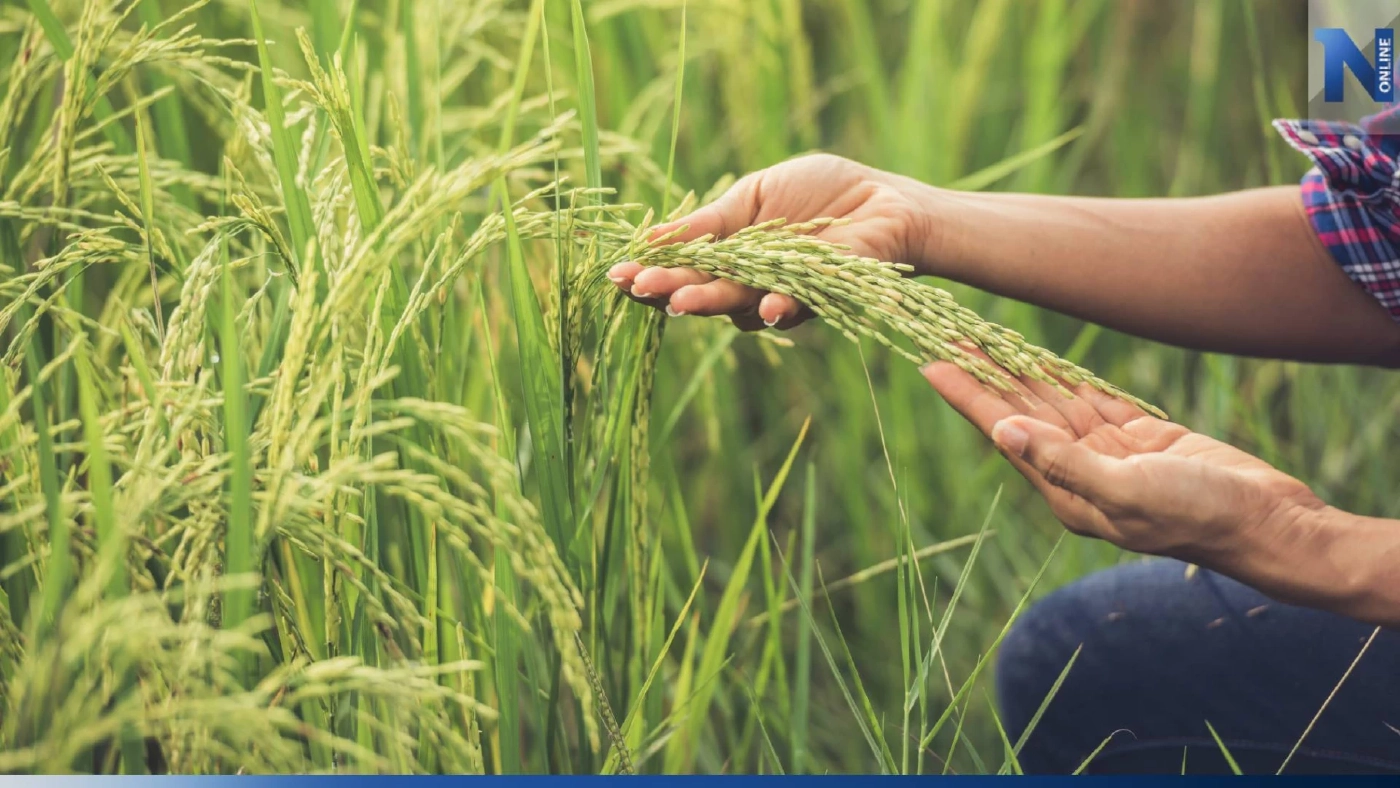รับสมัครชาวนา! ร่วมโครงการ "เปลี่ยนเมล็ดพันธุ์ข้าว” ยกระดับคุณภาพข้าวไทย