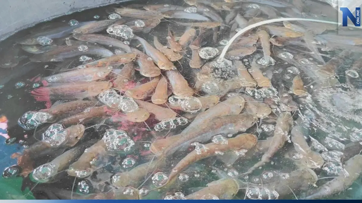 ประมงดัน 'ปลาชะโอน' ขึ้นแท่นสัตว์เศรษฐกิจชนิดใหม่