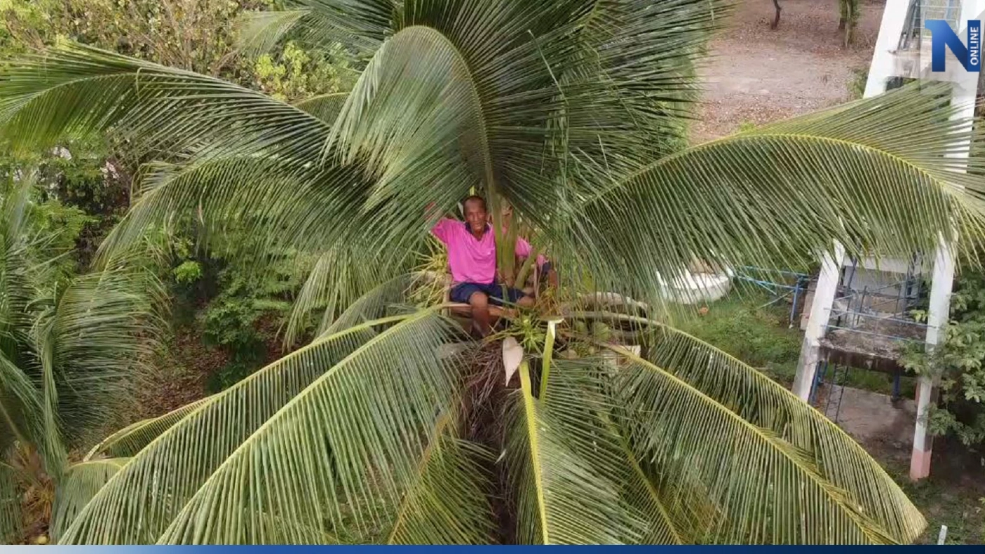 สุดทึ่ง! คุณตาวัย 70 รับจ้างปีนต้นมะพร้าวด้วยมือเปล่า ไต่ระห่ำวันเดียว 30 ต้น สุดทึ่ง! คุณตาวัย 70 รับจ้างปีนต้นมะพร้าวด้วยมือเปล่า ไต่ระห่ำวันเดียว 30 ต้น