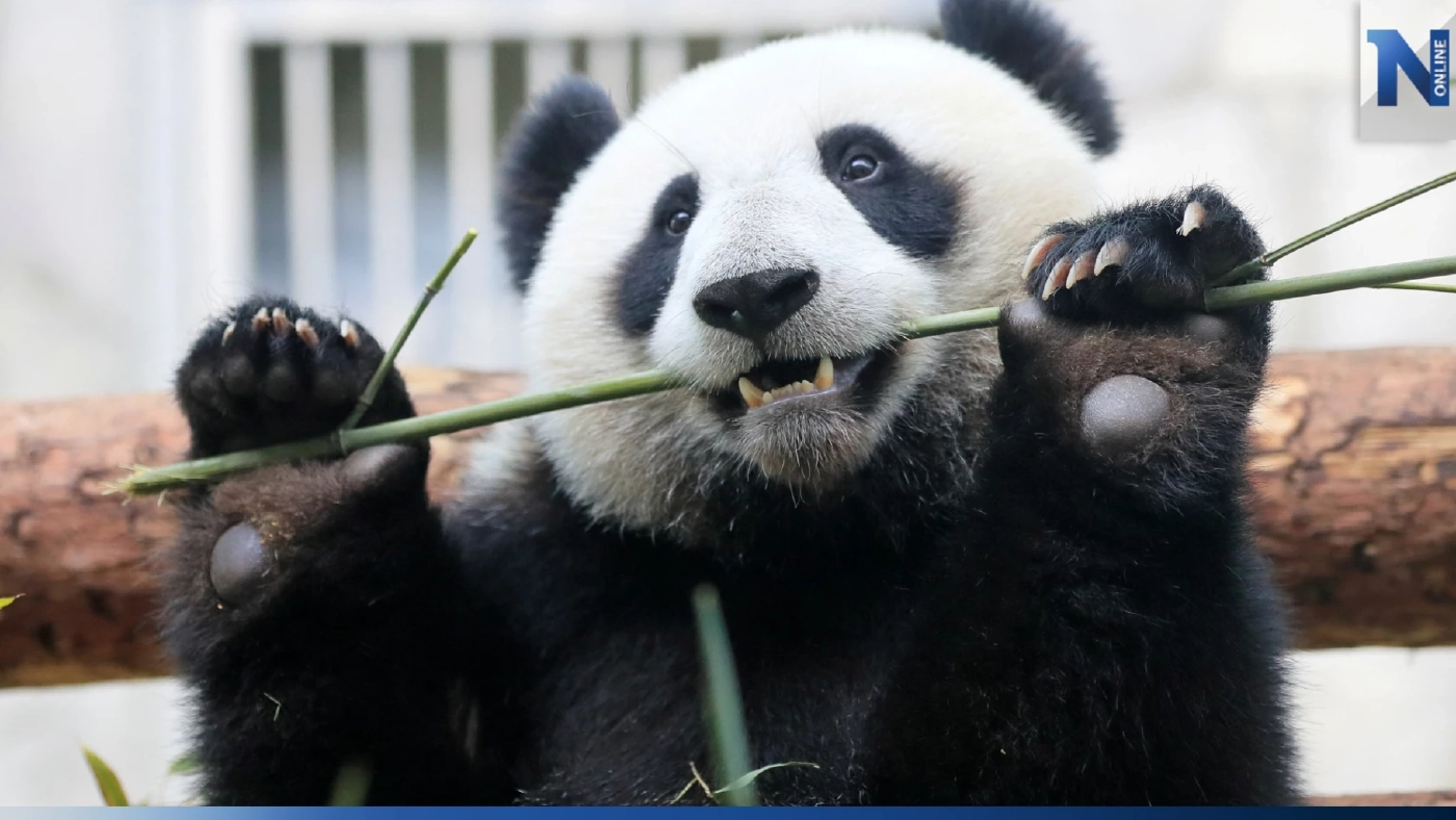 เปิดประวัติศาสตร์ และความสำคัญของ 'แพนด้า' ทูตสันถวไมตรีจากจีน