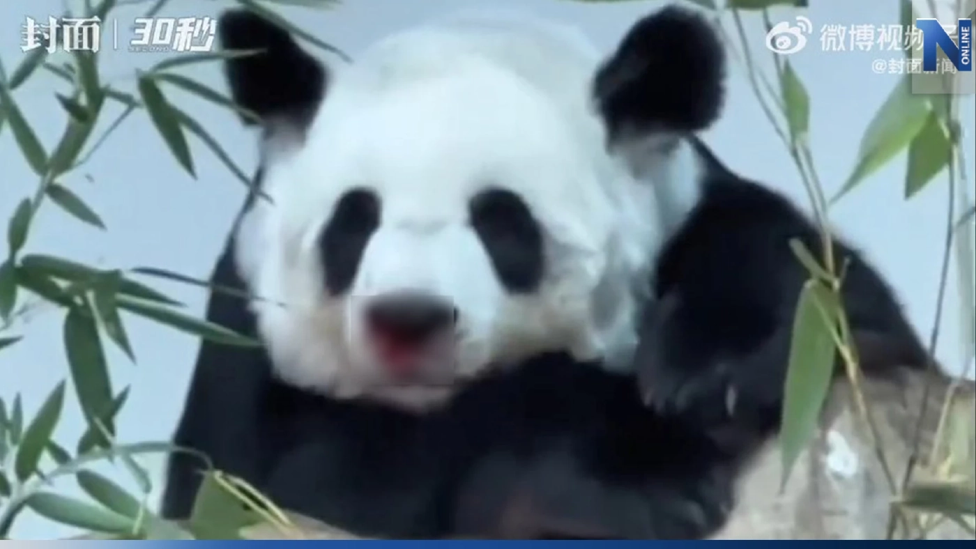 เปิดภาพสุดท้าย "หลินฮุ่ย"อาการเซื่องซึม พบเลือดออกจมูก-คอ (มีคลิป)