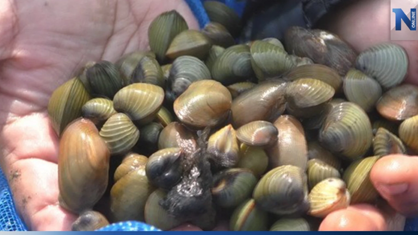 ชาวบ้านแห่งมสารพัด 'หอย' ทำเงินเดือนละหมื่นห้า!