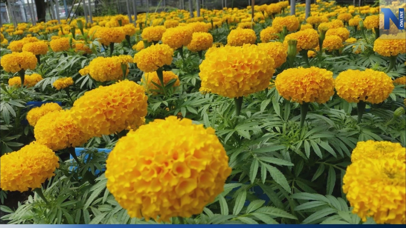 'ดาวเรือง' ราคาพุ่งดอกละ 2 บาทจากเดิมแค่ 30 สต.!