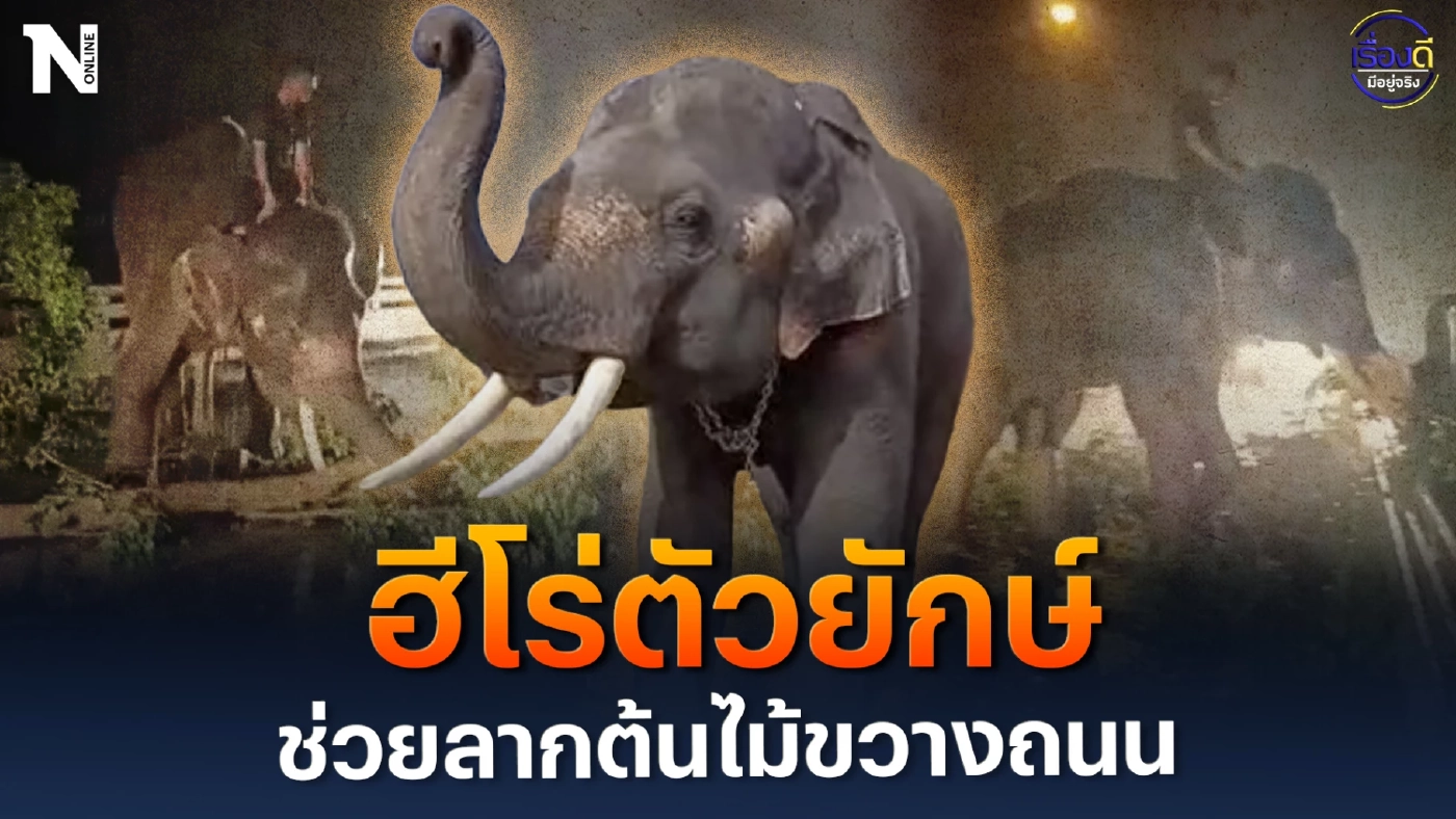 ช้างพลาย "ฮีโร่ตัวยักษ์" ช่วยลากต้นไม้ขวางถนน