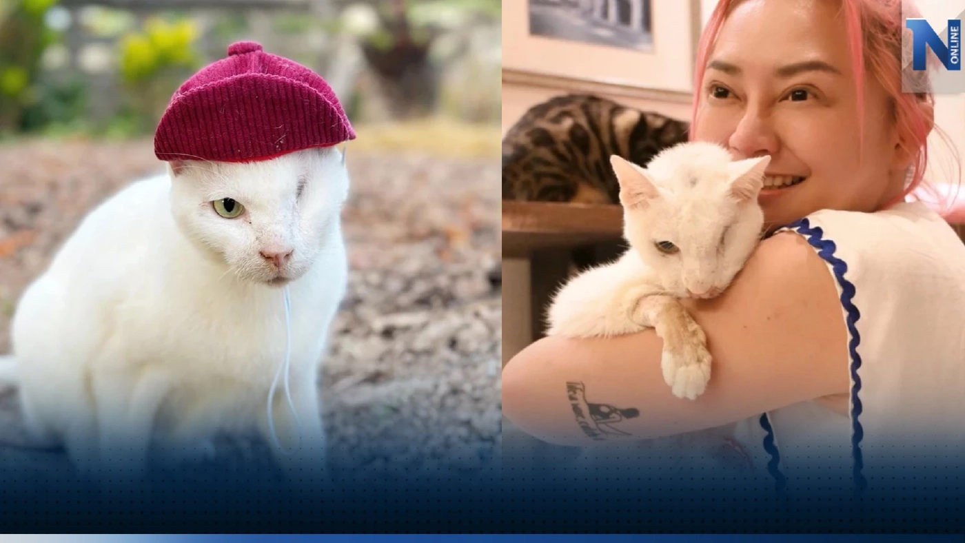 เศร้าเกินจะบรรยาย เพจทูนหัวของบ่าว แจ้งข่าว "เสือขาว" กลับดาวแมวแล้ว