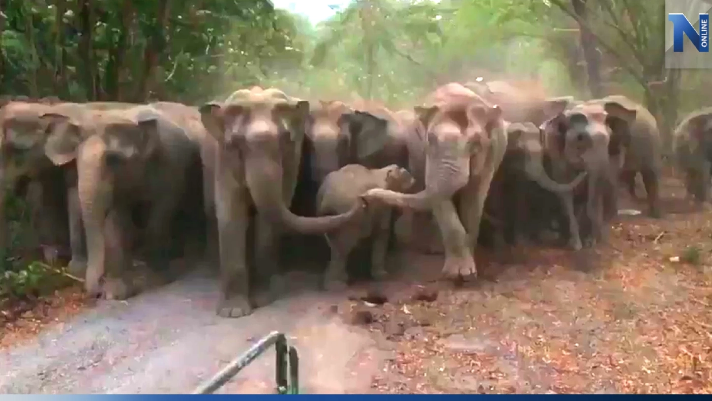 เปิดคลิป ภาพหาดูยาก "พลายสาลิกา"เกี้ยวพาราสี ขณะนำโขลงช้างป่าลงมาหาอาหาร