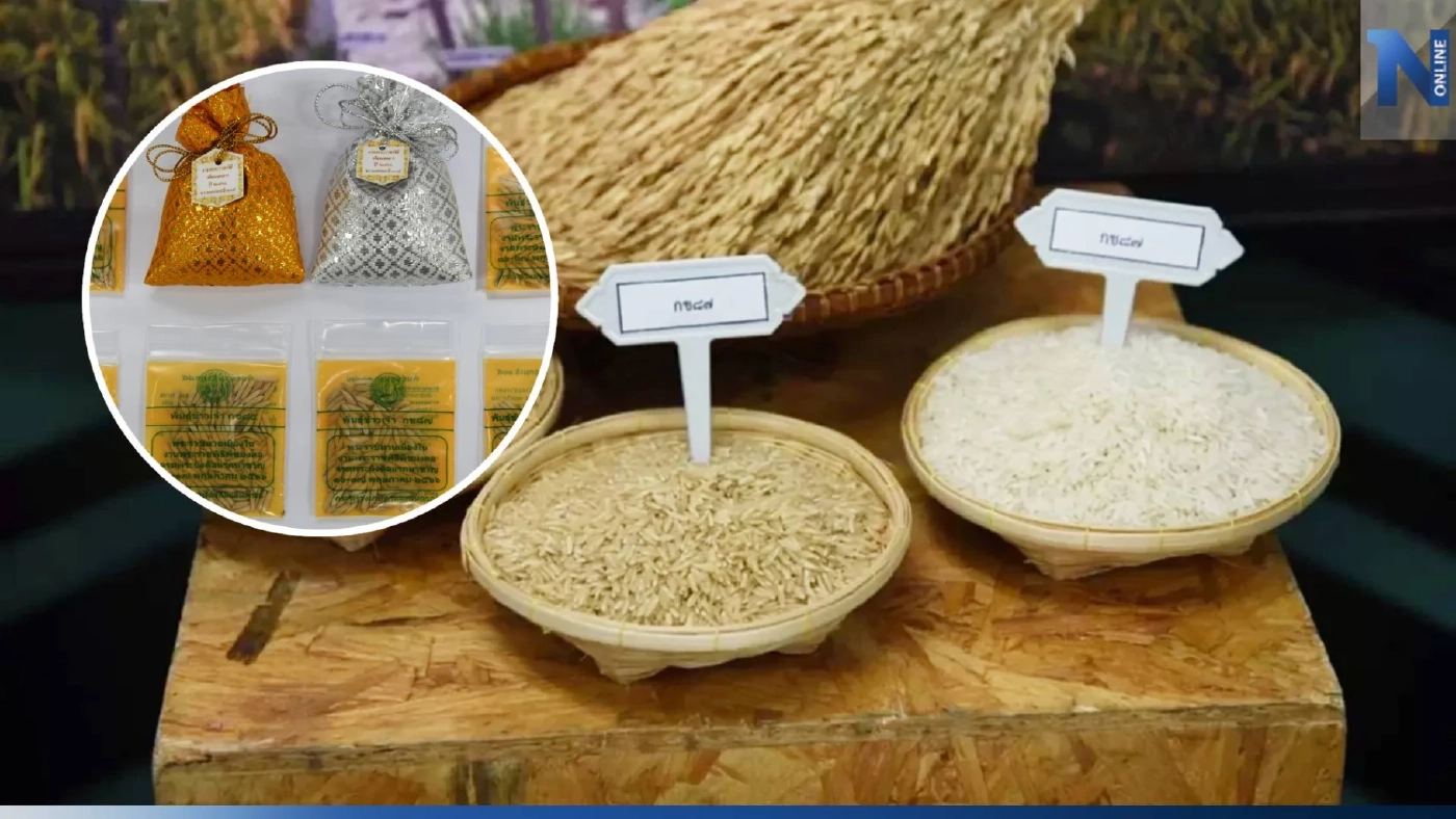 กรมการข้าว แจกเมล็ดพันธุ์ข้าวในพิธีพืชมงคล 4 แสนซอง รับได้ที่ไหน เช็กเลย!