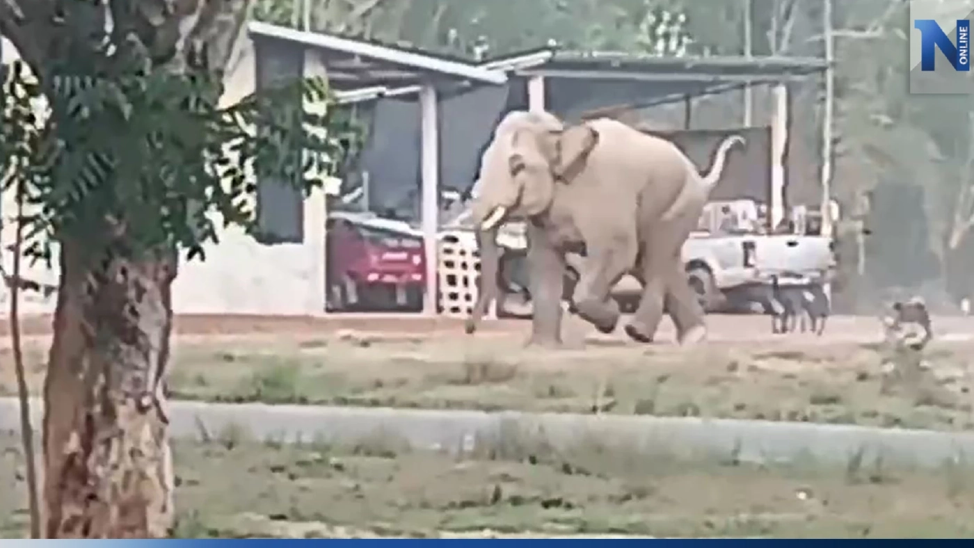 โกยฝุ่นตลบ! ภาพความน่ารัก ช้างป่าวิ่งหนีฝูงสุนัขเจ้าถิ่น (มีคลิป)