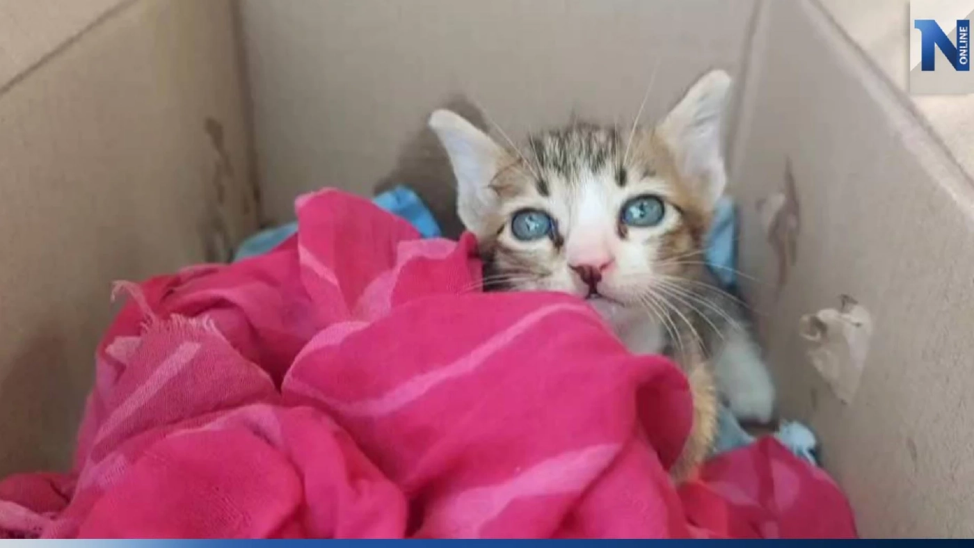 ลุงขับสองแถวสุดงง สาวฝากแมวไปให้คนรู้จัก แต่กลับไม่มีใครมารับ ลุงขับสองแถวสุดงง สาวฝากแมวไปให้คนรู้จัก แต่กลับไม่มีใครมารับ