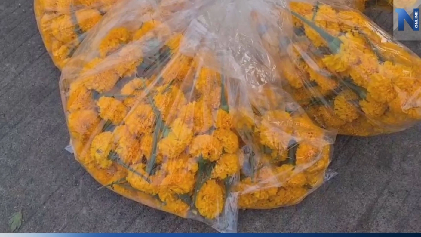 ดอกดาวเรืองขายดี หลังเริ่มศึกหาเสียงเลือกตั้ง