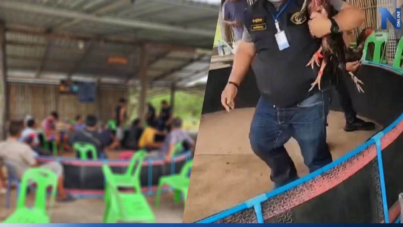 กระเจิง! กองปราบบุกทลายบ่อนไก่ชน เอี่ยวนักการเมืองท้องถิ่น