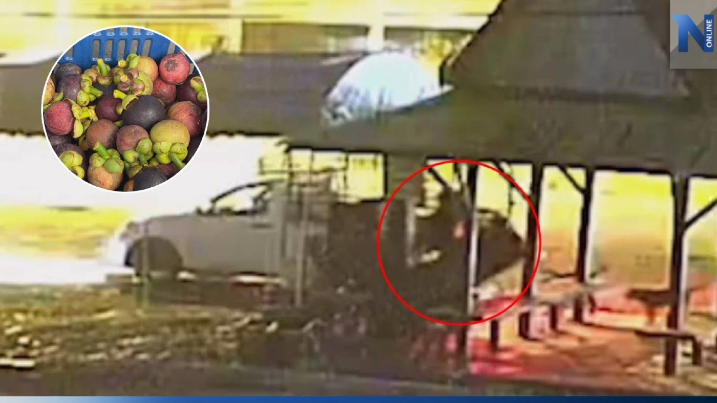 วงจรปิดจับภาพ คนร้ายขโมยยกตะกร้าใส่มังคุด ขึ้นรถหลบหนี