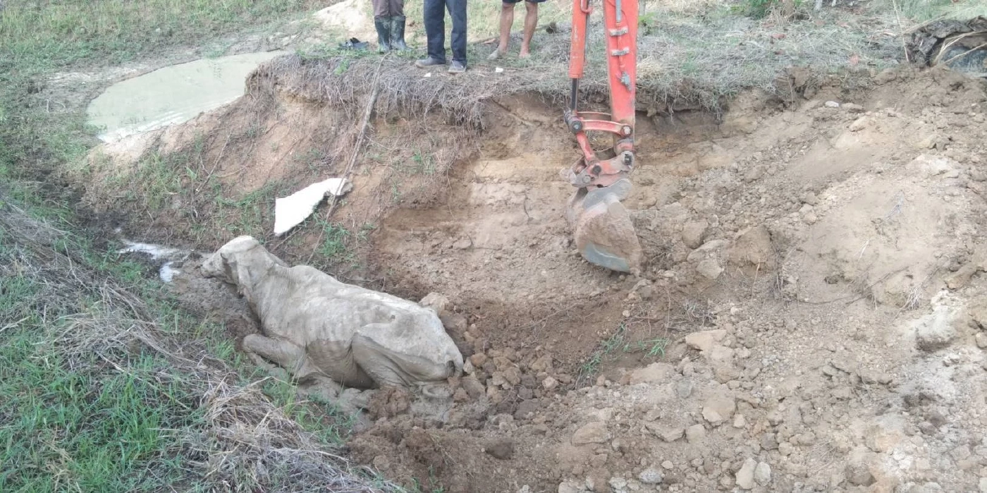 กู้ภัยสุพรรณฯ เข้าช่วย "แม่สีนวล" วัวแม่ลูกอ่อน พลัดตกร่องน้ำข้ามคืน