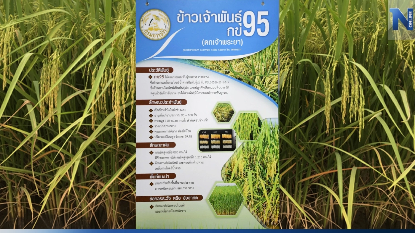 กรมการข้าว ยันข้าว “กข85-กข95”มีคุณภาพ ให้ผลผลิตสูง
