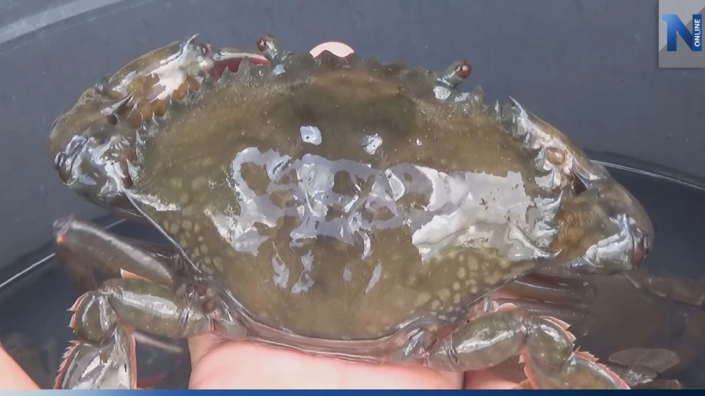 อาชีพขาย 'ปูนิ่ม' โกยรายได้หลักแสนบาท