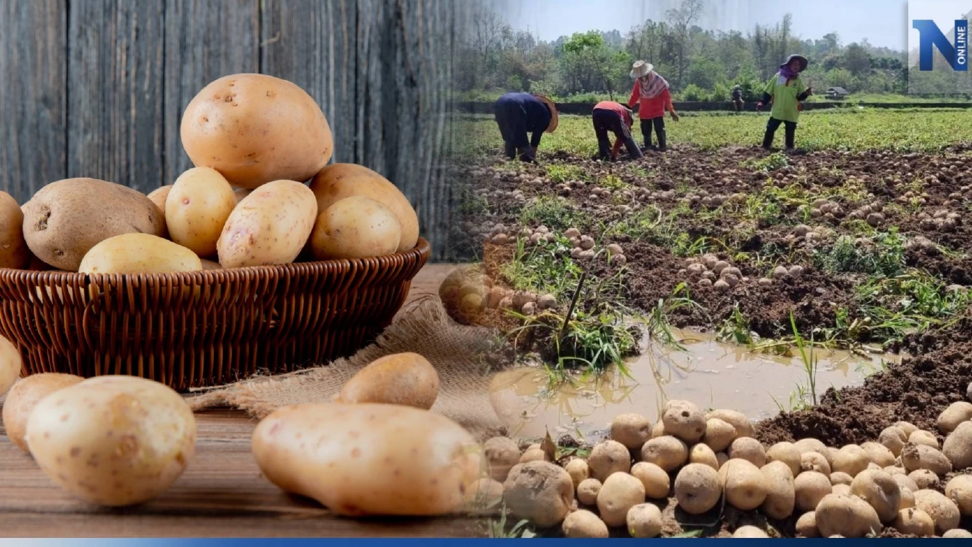 ก.เกษตรฯ ดันขยายพื้นที่ ปลูกมันฝรั่ง ปีละ 1 หมื่นไร่ รองรับความต้องการเอกชน