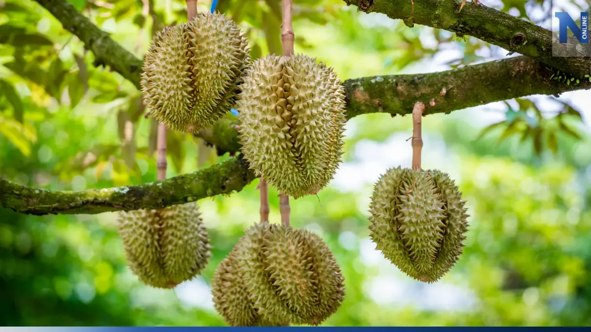 พาณิชย์ตีทะเบียน "ทุเรียนทะเลหอย" เป็นสินค้าจีไอ