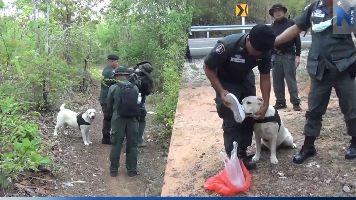 ตชด. พร้อมสุนัขดมกลิ่น ปูพรมค้นหาน้องปิงปอง ยังไม่ทราบชะตากรรม