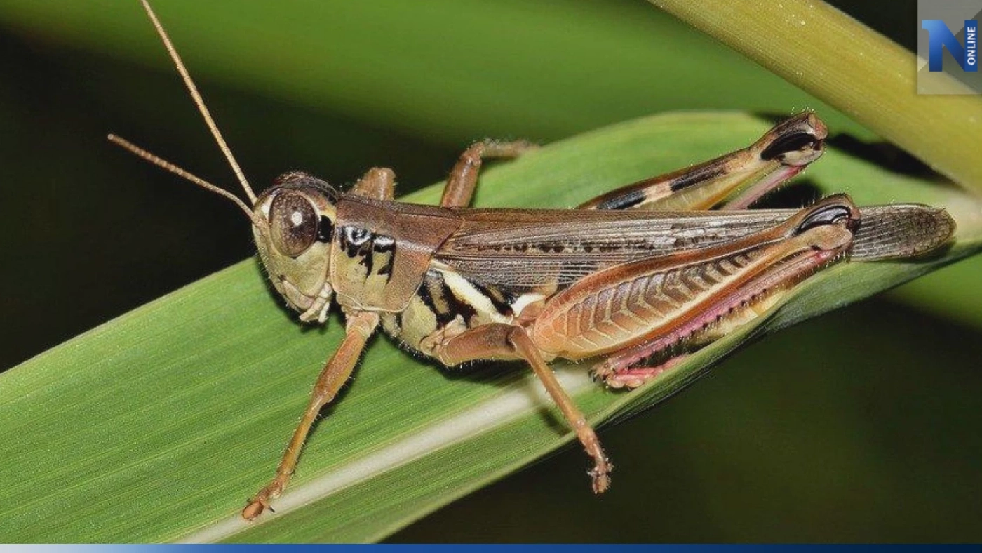 โลละหมื่นบาท! ไข่ตั๊กแตน 'ปาทังก้า' ออร์เดอร์พุ่ง