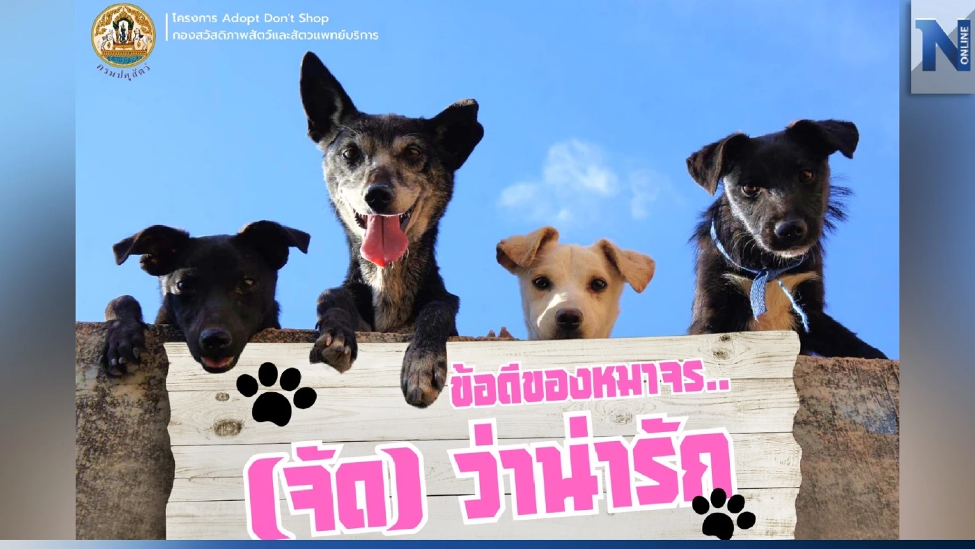 การรับเลี้ยงหมาจรจัด ให้อะไรดีๆ กับเราได้มากกว่าที่คิด