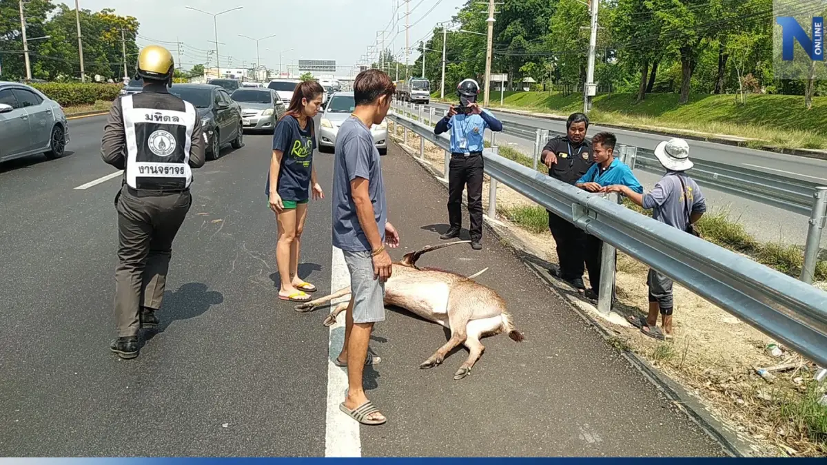 มายังไง? กวางตัวใหญ่วิ่งตัดหน้ารถ ถูกชนตาย หน้า ม.มหิดล ศาลายา