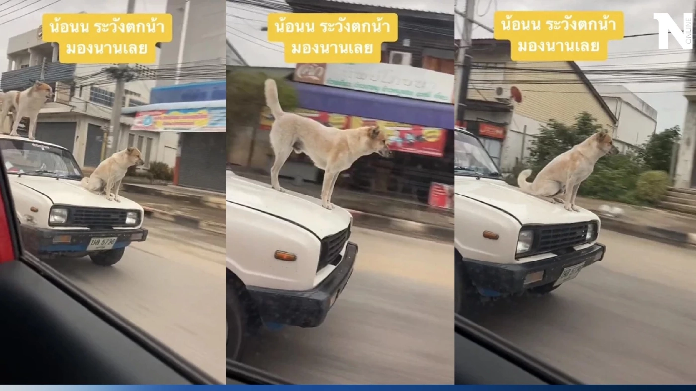 ทาสหมาเป็นห่วง น้อนนั่งหน้ากระโปรงรถ อีกตัวยืนบนหลังคา กลัวน้องพลาดตกรถ