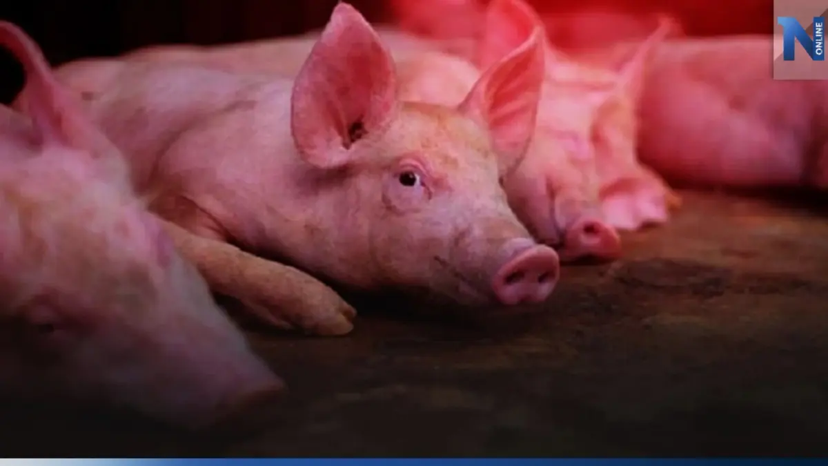 ผู้เลี้ยงหมูอ่วม หลายปัจจัยรุมเร้า 'ราคาดิ่ง-ต้นทุนพุ่ง'