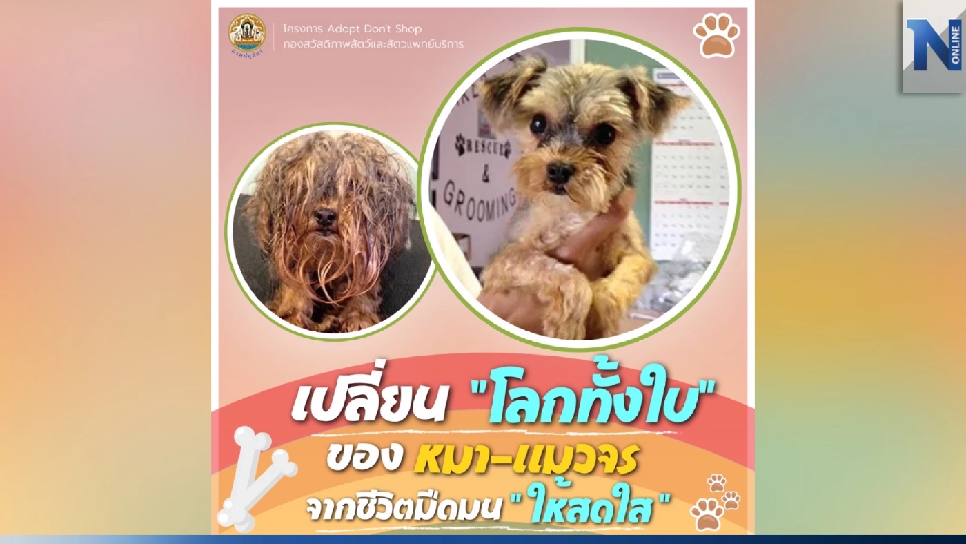 เราอาจเป็น "โลกทั้งใบ" ของน้องหมา-น้องแมวที่ถูกทิ้ง เพียงแค่รับเขามาดูแล เราอาจเป็น "โลกทั้งใบ" ของน้องหมา-น้องแมวที่ถูกทิ้ง เพียงแค่รับเขามาดูแล