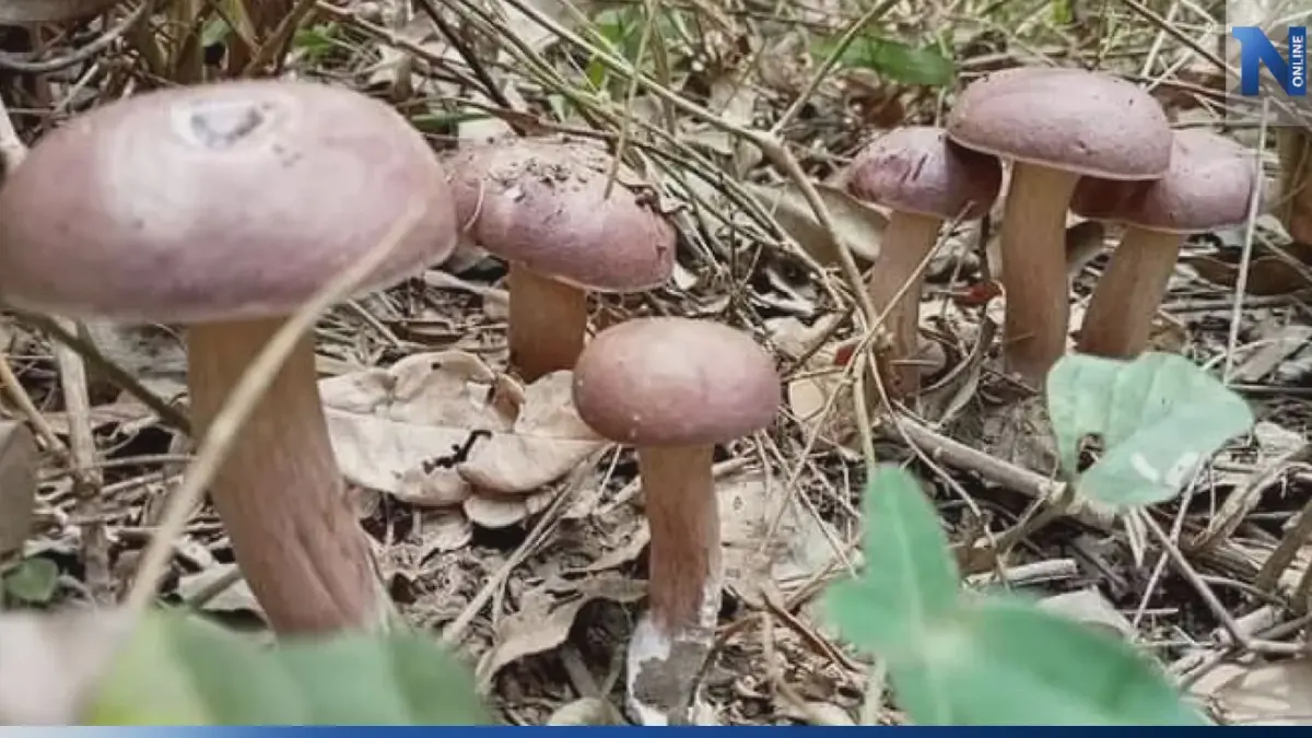 ชาวบ้านเข้าป่าหา 'เห็ดยูคา' สร้างรายได้-ลดค่าครองชีพ ชาวบ้านเข้าป่าหา 'เห็ดยูคา' สร้างรายได้-ลดค่าครองชีพ