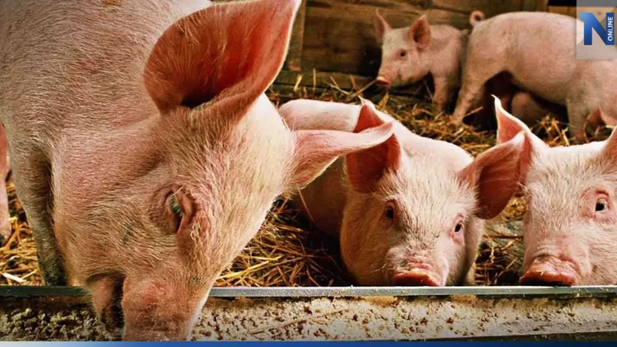 เกษตรกรจี้ภาครัฐตรวจเข้มห้องเย็นสกัดนำเข้า  'หมูเถื่อน '