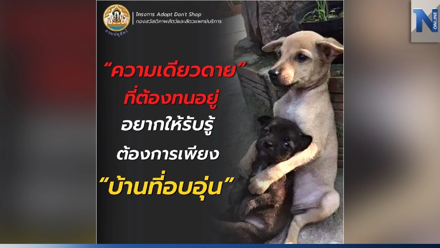 “Adopt Don't Shop” หยุดซื้อแทนด้วยรับเลี้ยง ลดน้องหมา-น้องแมวจรล้นเมือง