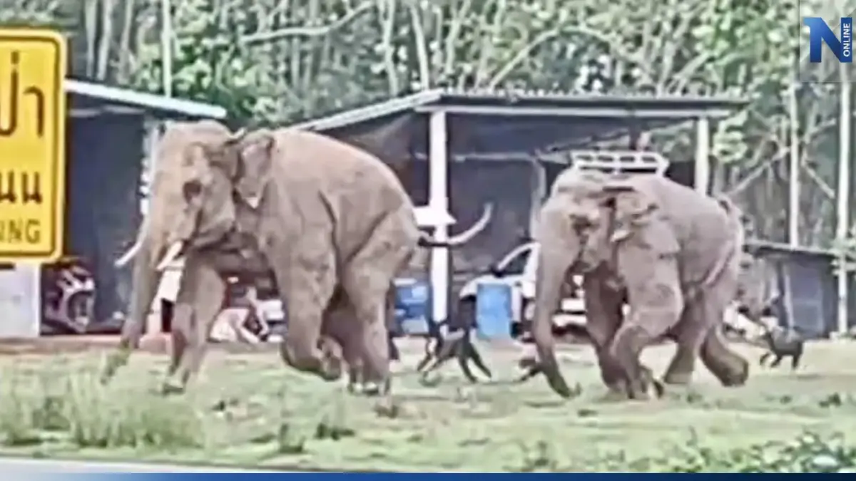 ภาพน่ารัก! ช้างป่าวิ่งหนีฝูงสุนัขเจ้าถิ่นไล่ต้อน หลังบุกหากินใจกลางชุมชน ภาพน่ารัก! ช้างป่าวิ่งหนีฝูงสุนัขเจ้าถิ่นไล่ต้อน หลังบุกหากินใจกลางชุมชน