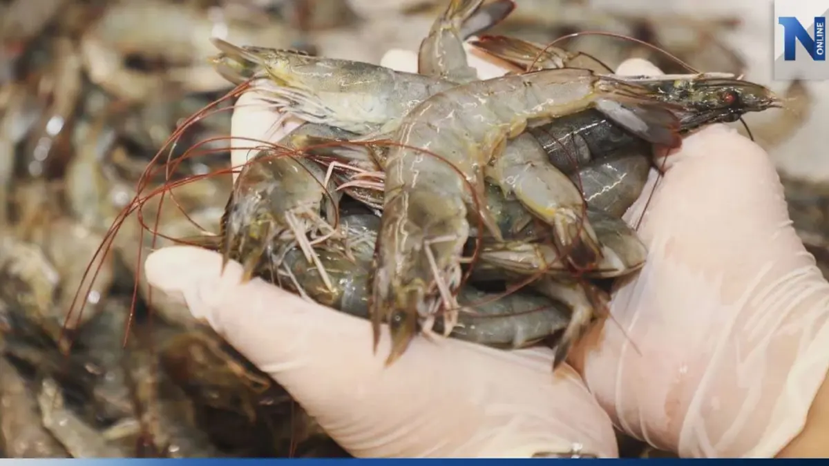 พาณิชย์ชี้แจงข่าว กุ้งกระบี่ราคาตก 40-50 บาท/กก.