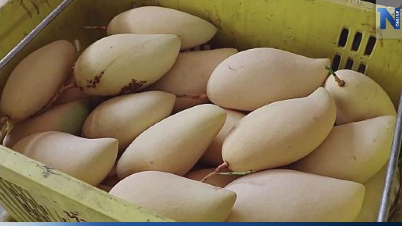 มะม่วงน้ำดอกไม้สีทองราคา 'ต่ำสิบ' ผลผลิตล้นตลาด!